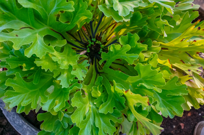 Adenium Crissie (อะเด็นเนียม คริสซี่) Adenium Crissie (อะเด็นเนียม คริสซี่)