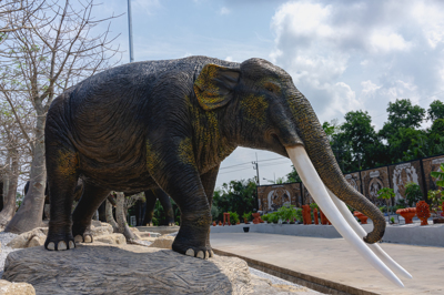 9 ดูเวียโรเนียส CUVIERONIUS