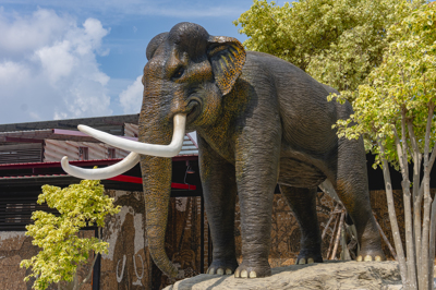 13 ช้างเอเชีย ASIAN ELEPHANT