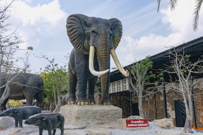 ช้างแอฟริกา AFRKCAN ELEPHANT 