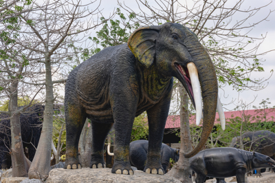 5 กอมโฟเทอเรี่ยม GOMPHOTHERIUM