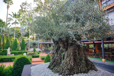 OliveTree in Nongnooch Pattaya @Italian Garden