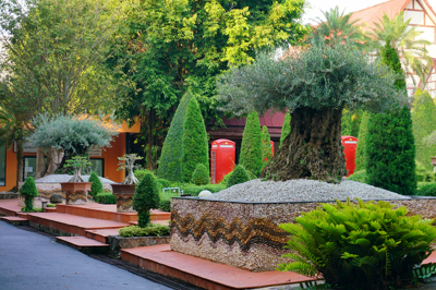OliveTree in Nongnooch Pattaya @Italian Garden
