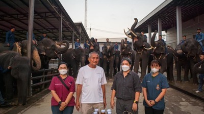 สถาบันวิจัยและบริการสุขภาพช้างแห่งชาติ เข้าตรวจสุขภาพช้าง ปางช้างสวนนงนุชพัทยา ตามมาตรฐานปางช้างประเทศไทย..