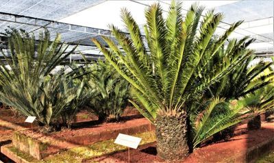 Nongnooch Pattaya Garden has 348 species in cultivation out of the total 352 species of cycads from around the world, and several are not known in cultivation elsewhere