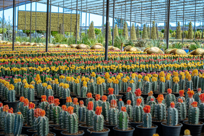 Cactus Nursery Garden