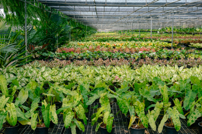 เนิร์สเซอรี่เรือนไม้ภายใน