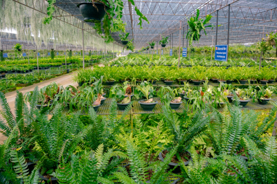 เนิร์สเซอรี่เฟิร์น