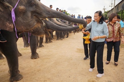 elephant born elephant born