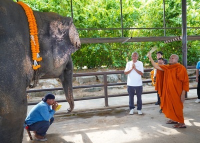 elephant born elephant born