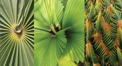 International Palm & Cycad Workshop in May 24-28, 2027.