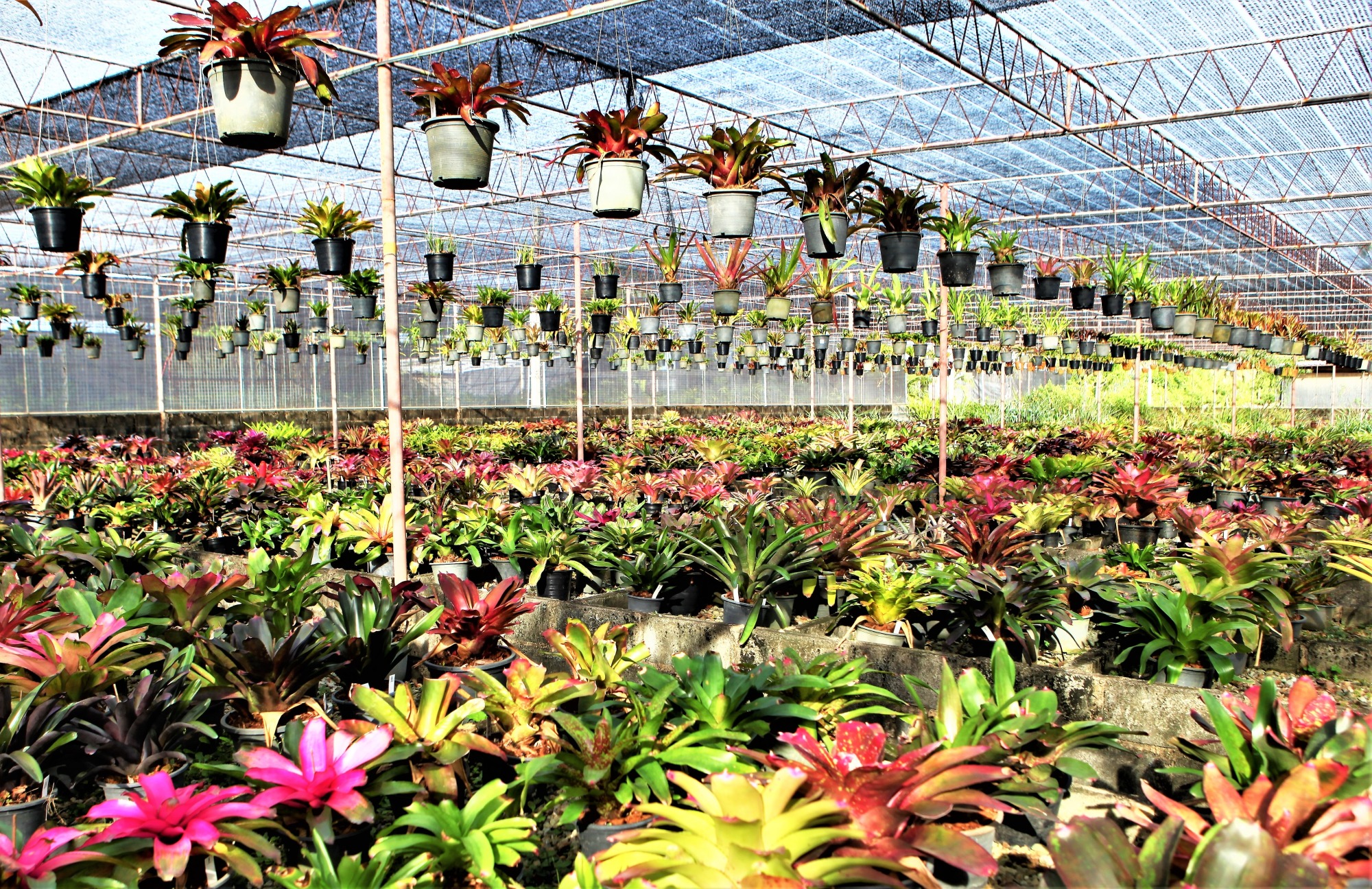 Bromeliads