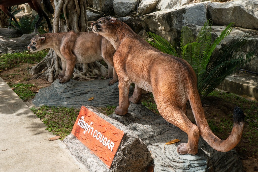 เสือคูก้า