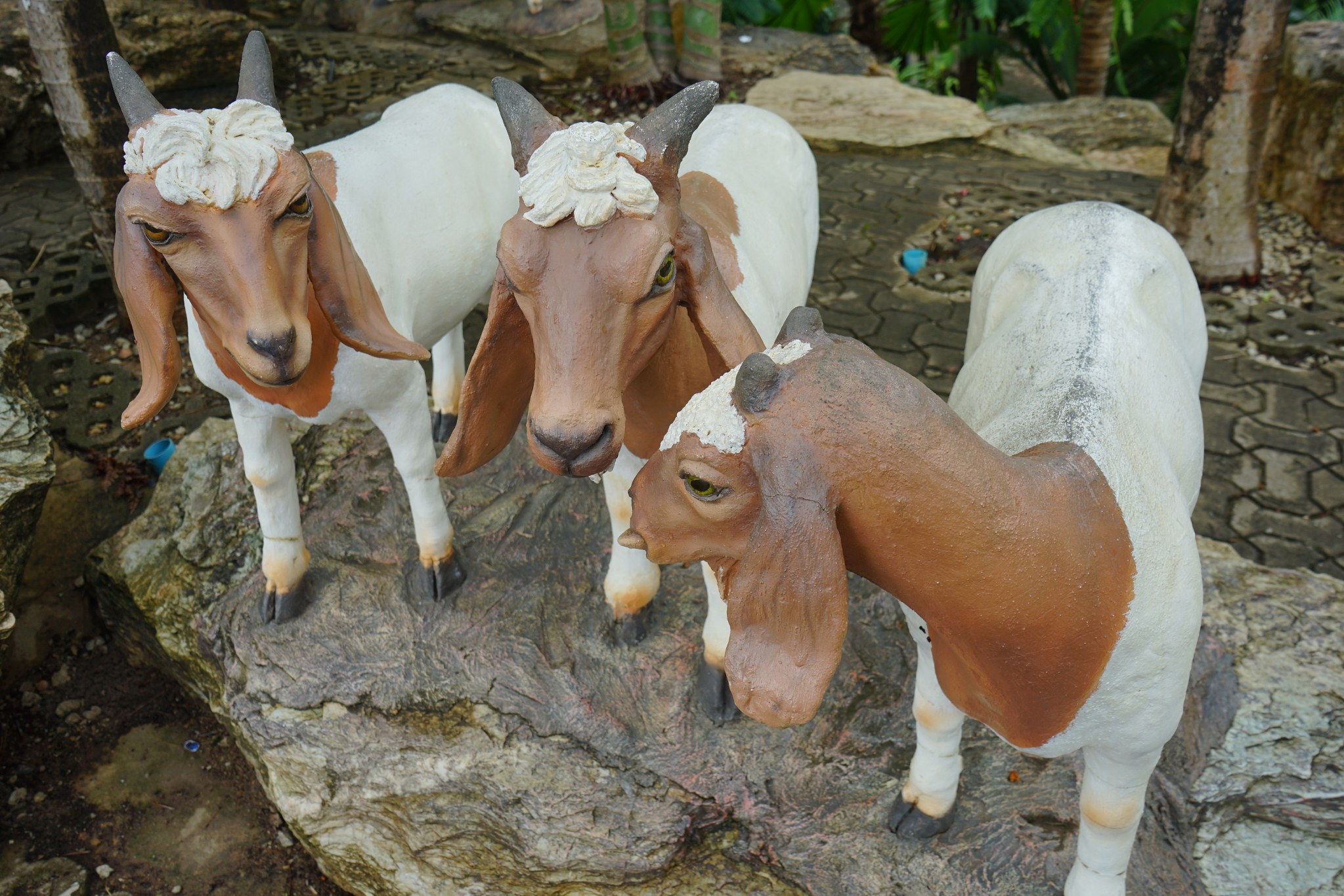 แพะพันธุ์บอร์