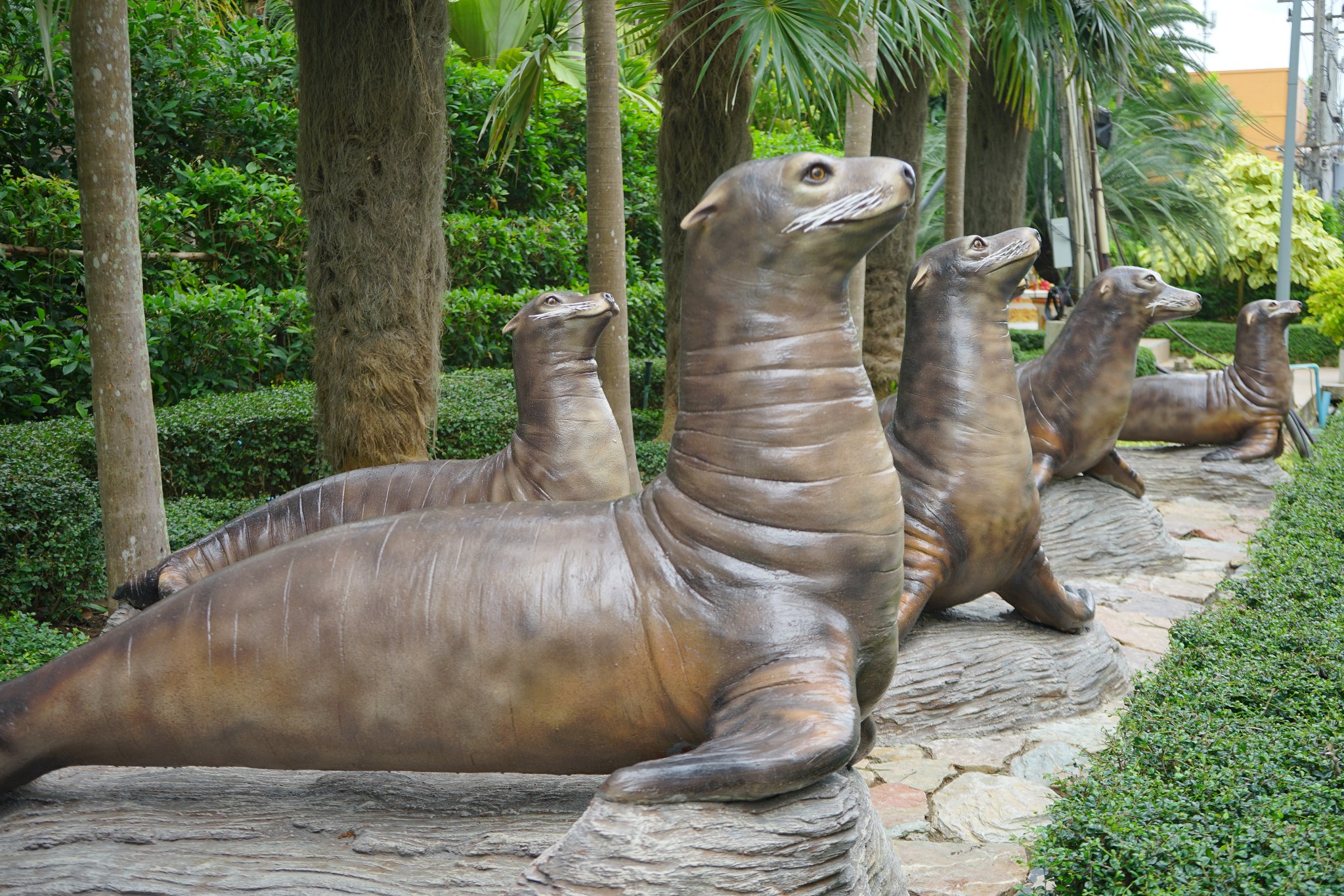 สิงโต หรือหมีทะเล  