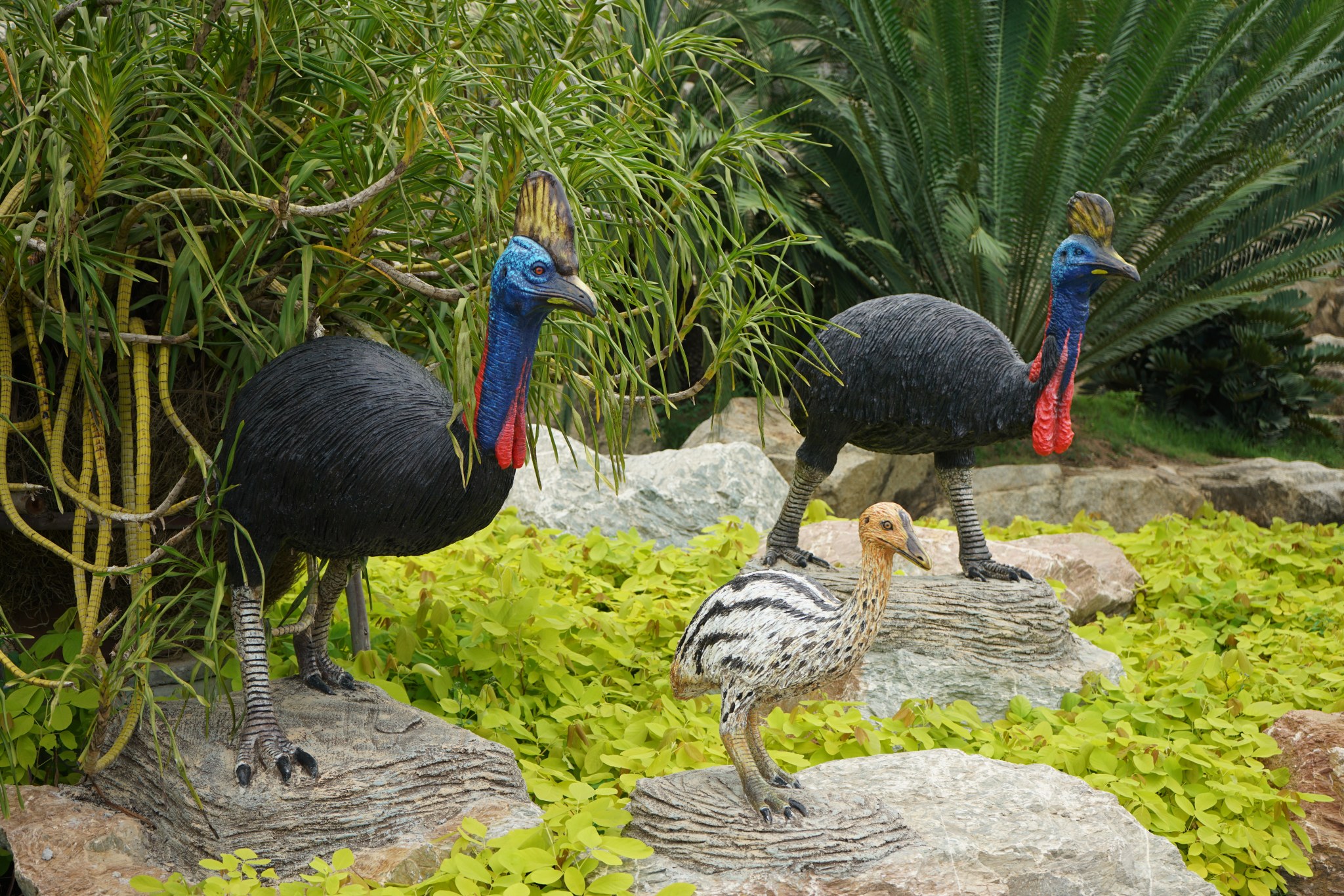 นกแคสโซแวรี่