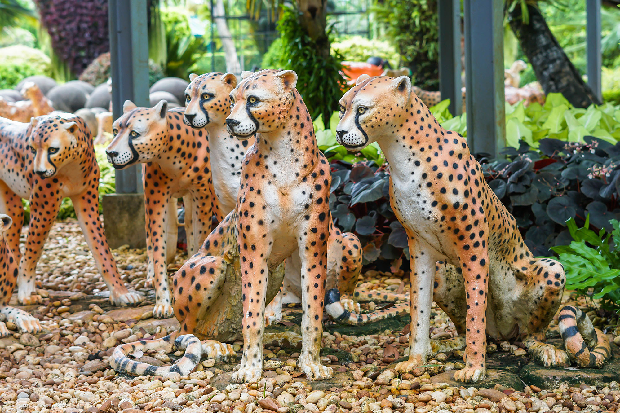 เสือชีต้าห์