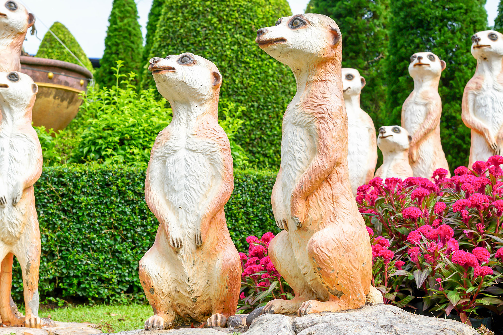 เมียร์แคต