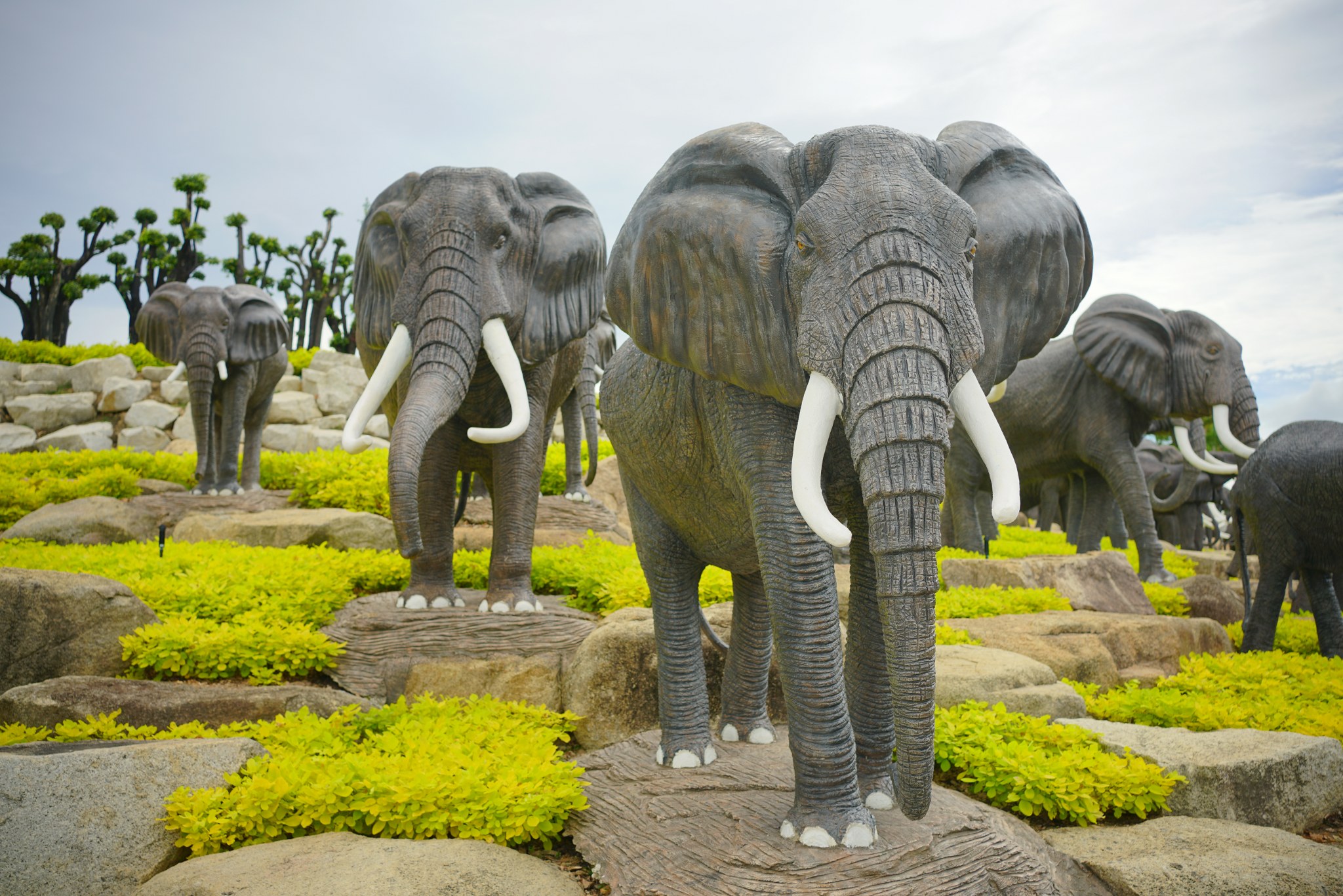 ช้างแอฟริกา