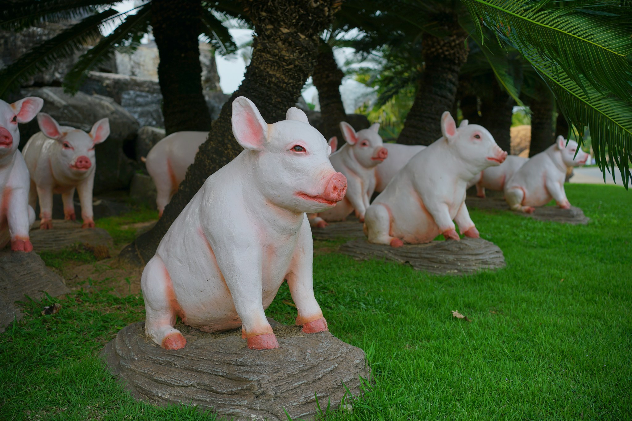 หมูจิ๋ว