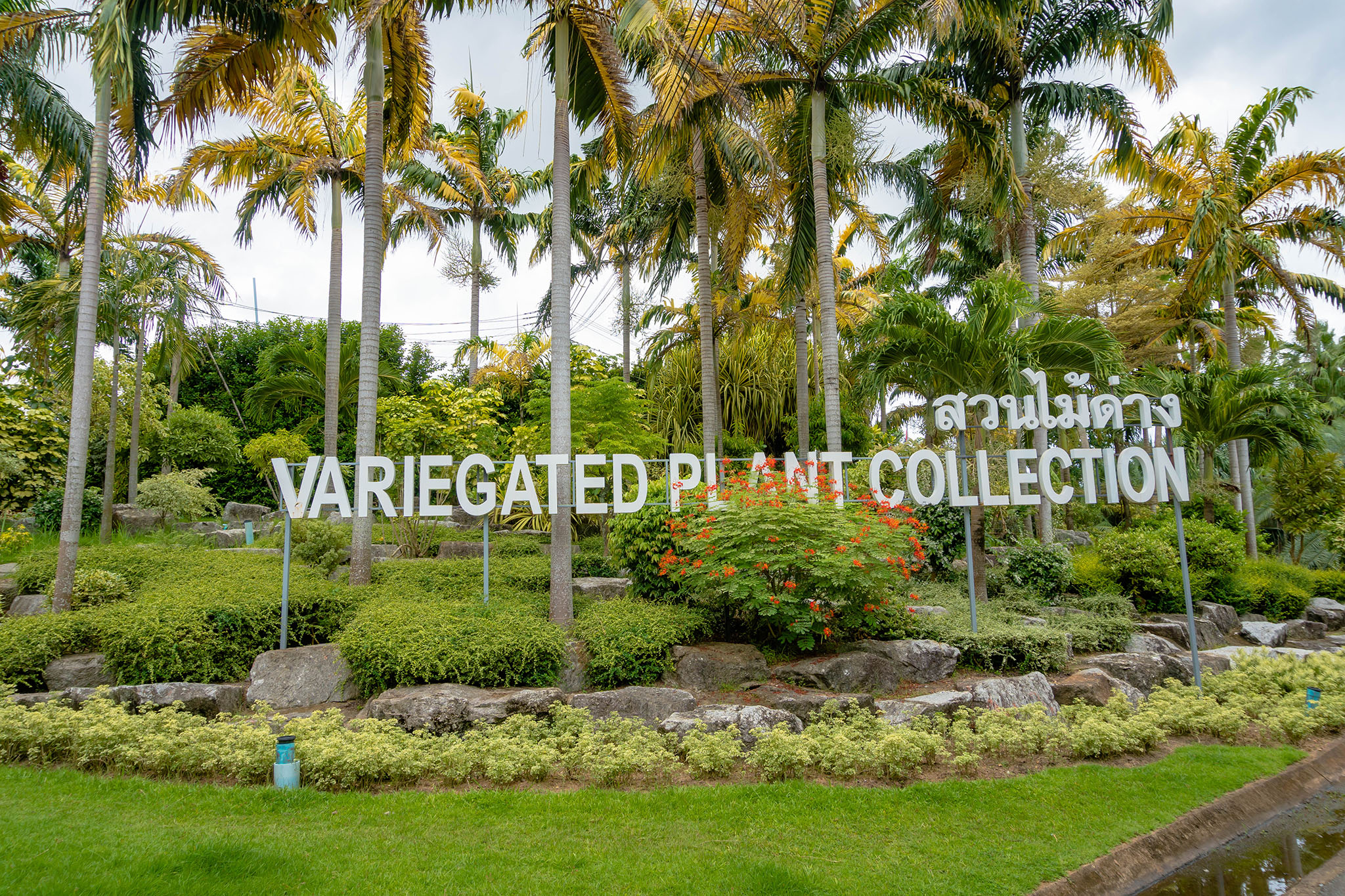 Variegated Plants Collection