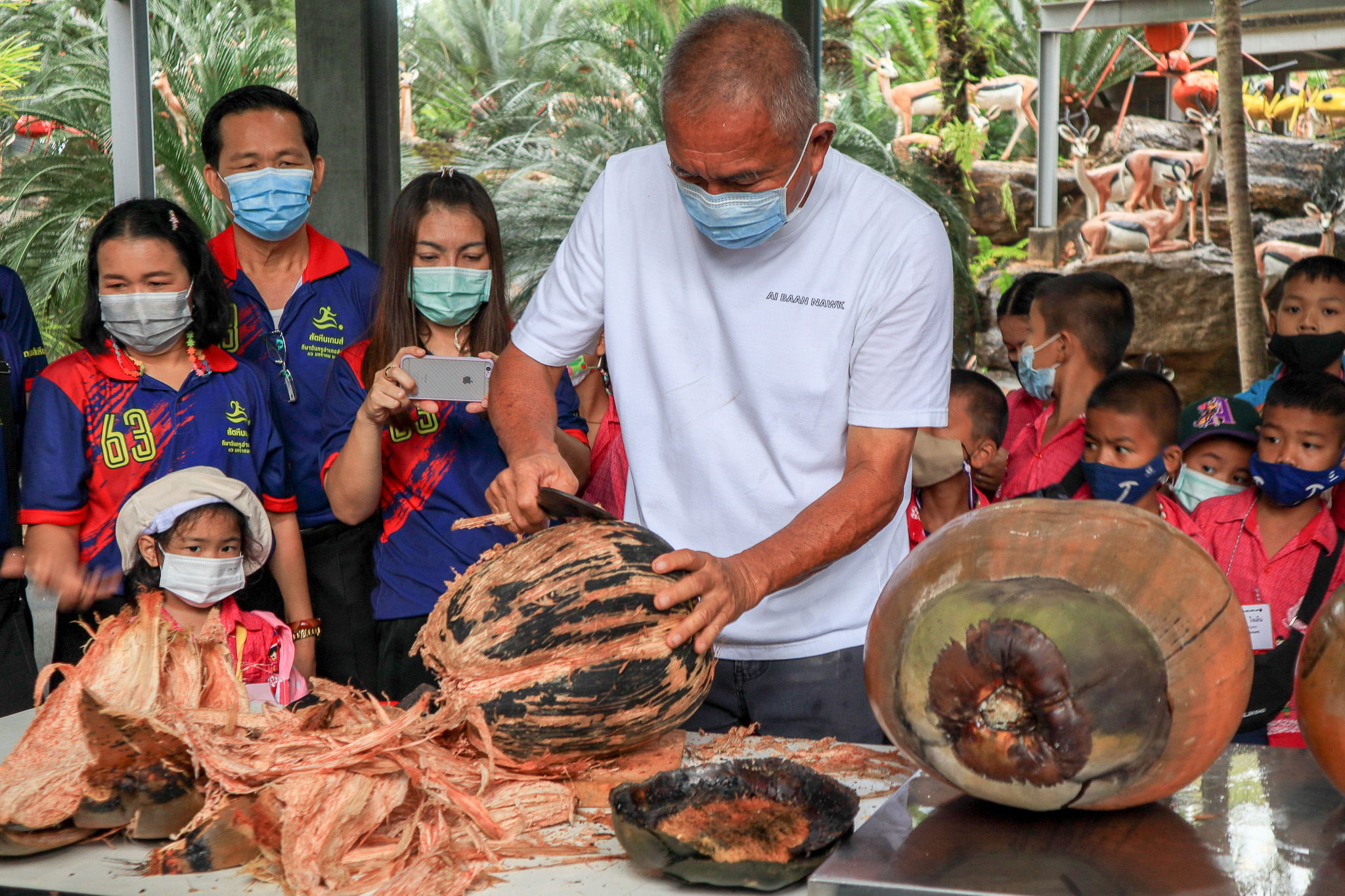 The Lodovica Maldivica coconut tree presented by Her Royal Highness Princess Maha Chakri Sirindhorn to Nongnooch Pattaya garden. 