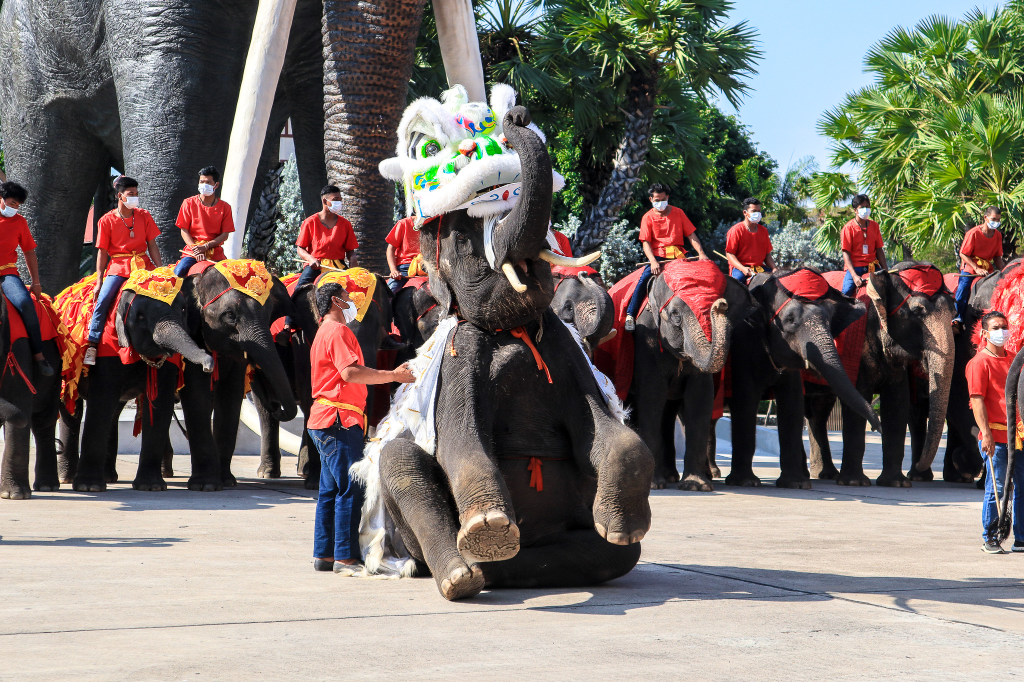 Welcoming the Chinese New Year with our elephant’s dragon dance to bring happiness for all tourists.