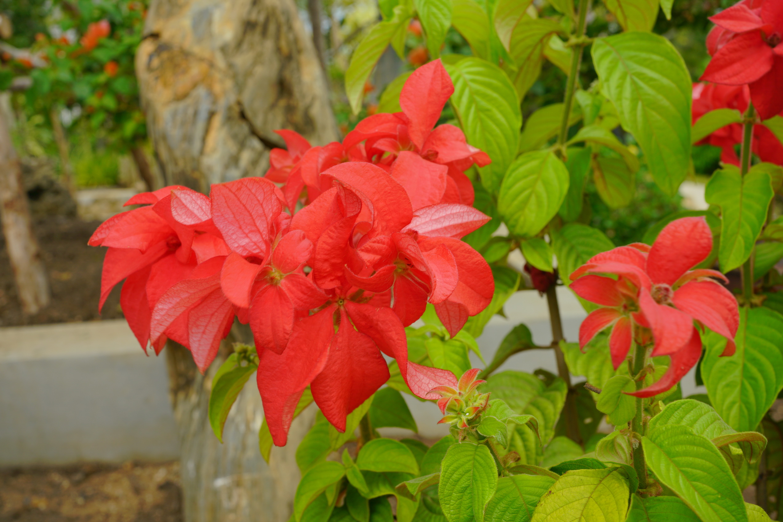 Mussaenda and Canna (ดอนญ่าและพุทธรักษา)