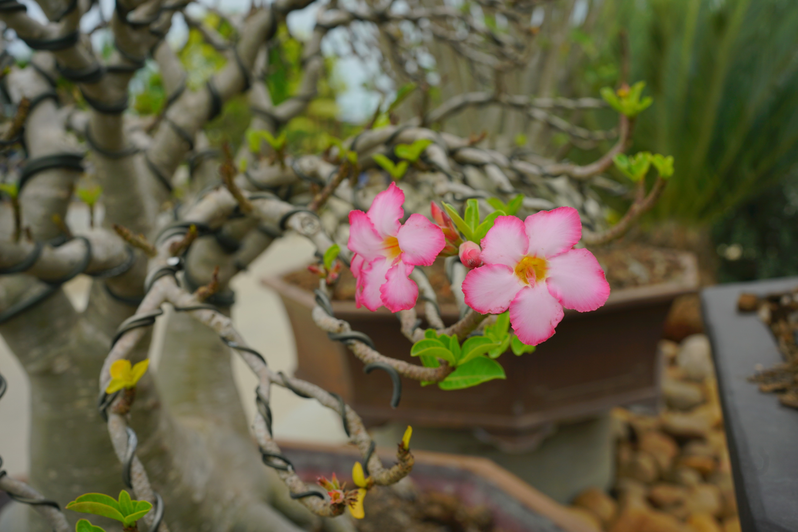 Adenium (ชวนชม)