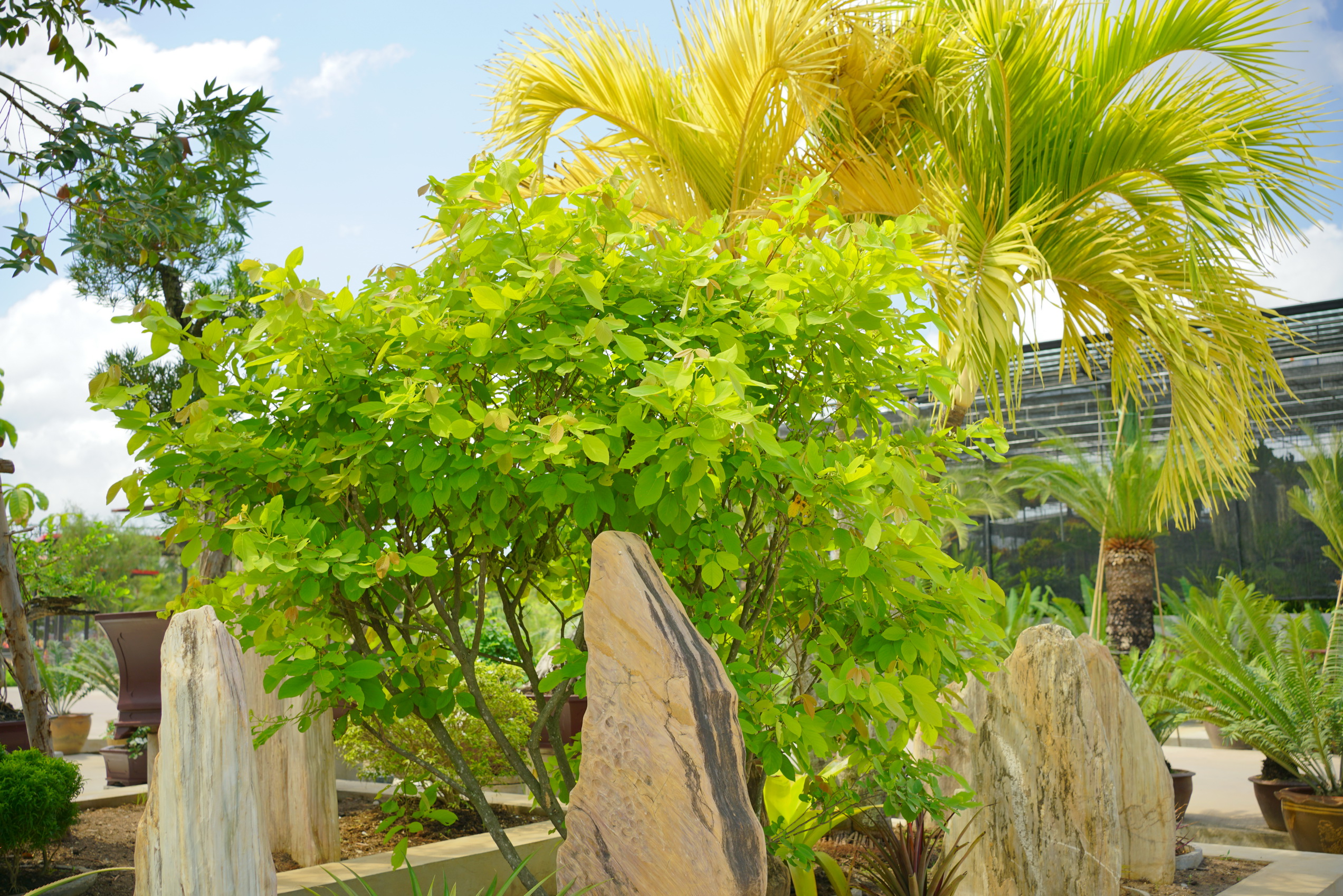 Yellow mutation and Bromeliads (ไม้สีเหลืองและสับปะรดสี)