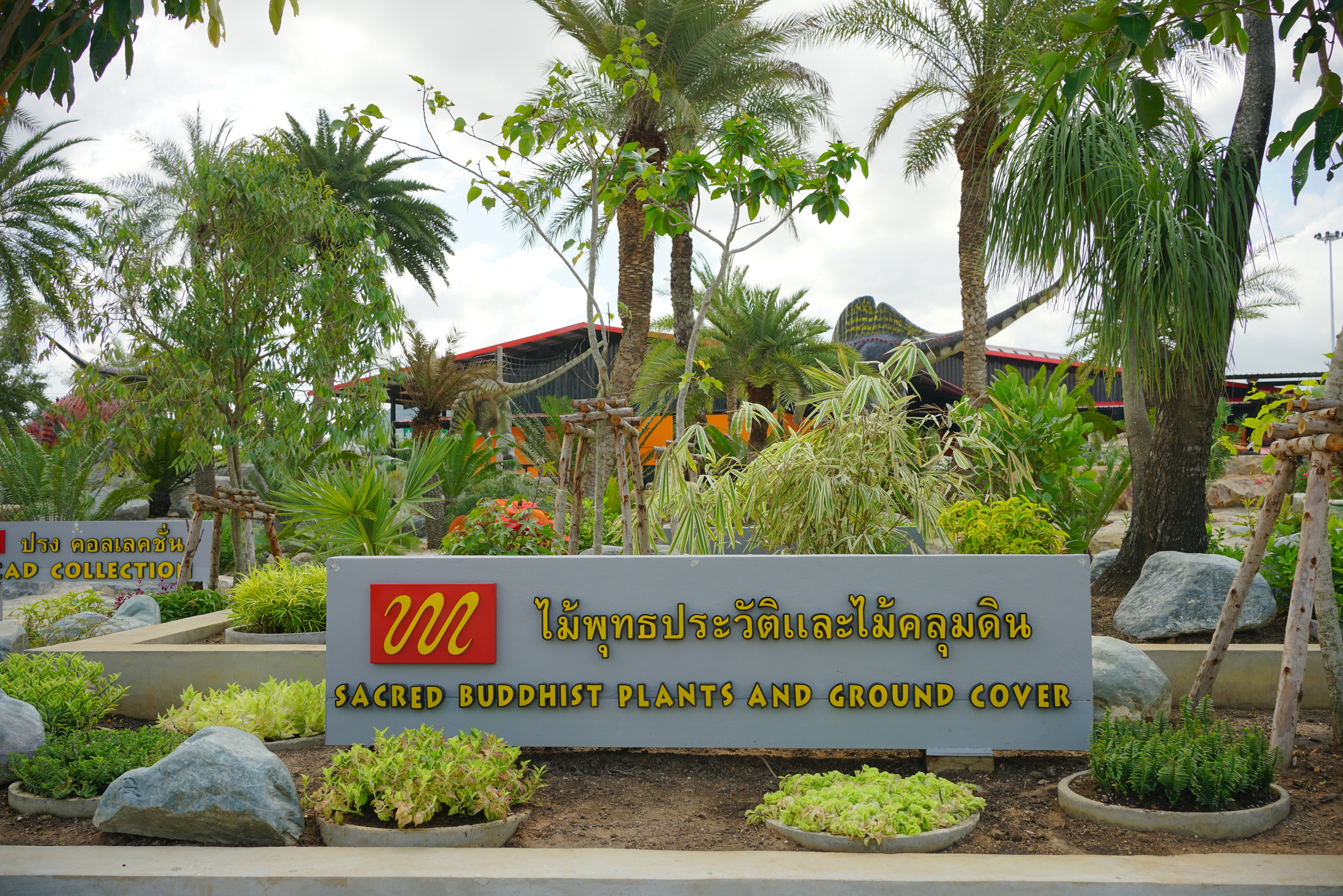 Sacred buddhist plants and Ground cover (ไม้พุทธประวัติและไม้คลุมดิน)