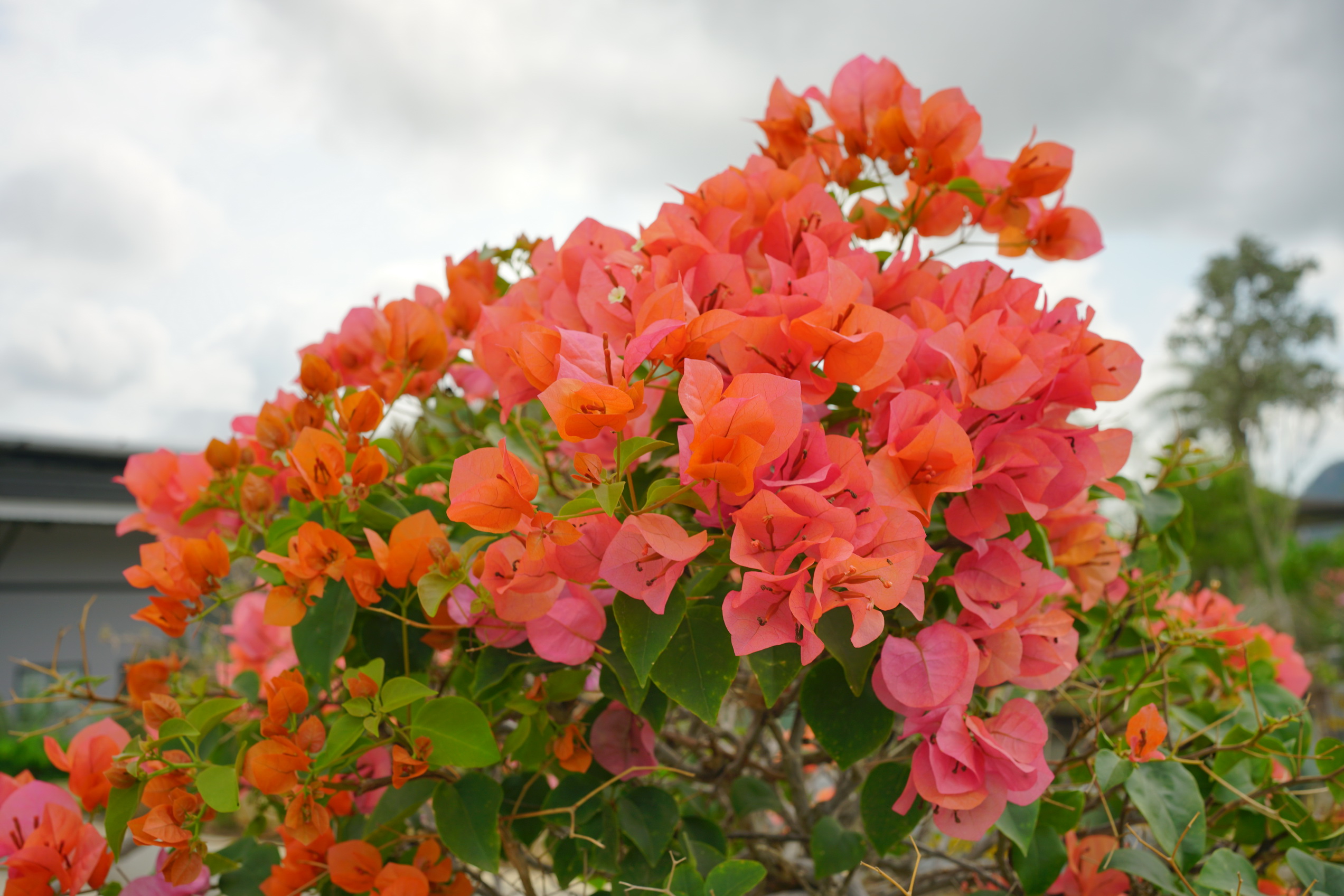 Bougainvillea and Polyscias (เฟื่องฟ้าและเล็บครุฑ)