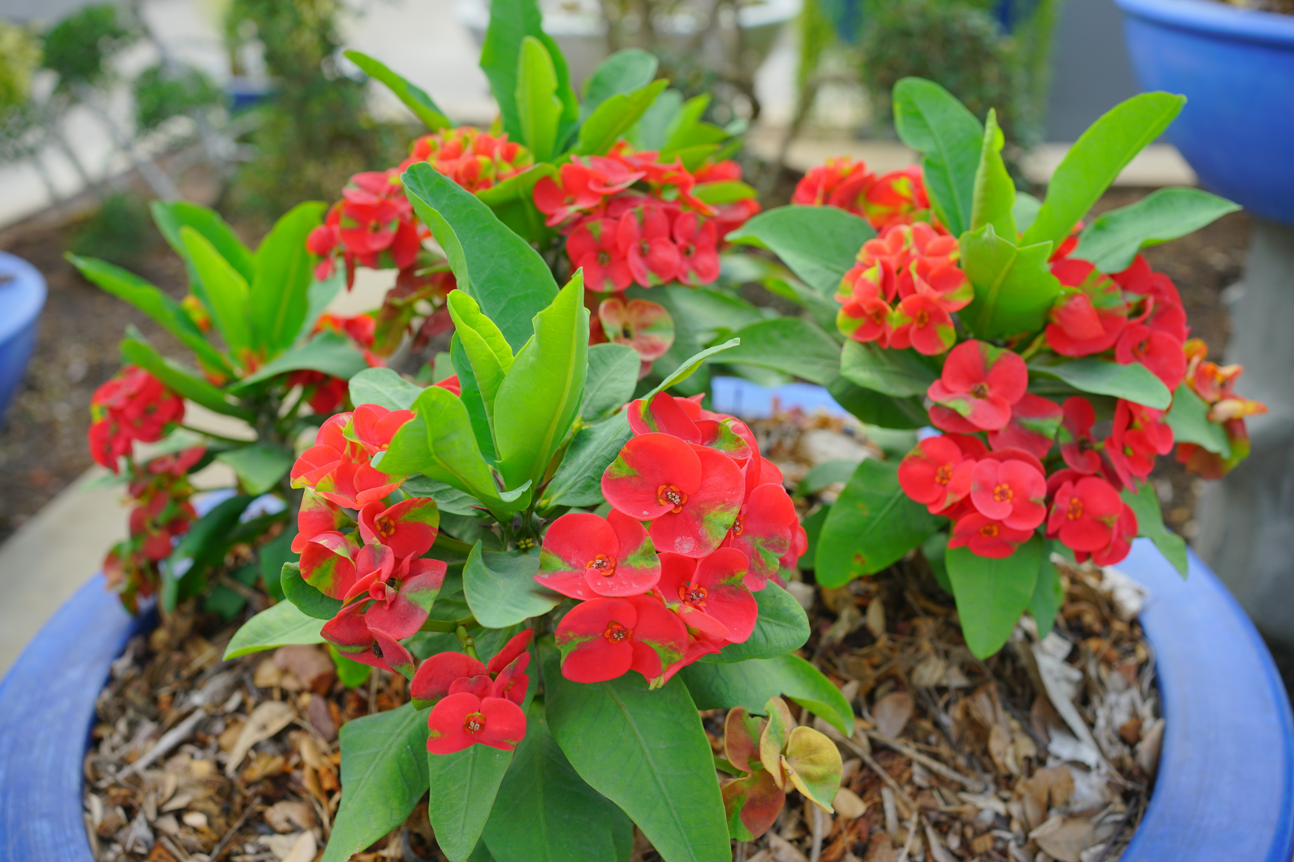 Topiary and Euphorbia (ไม้ดัดและโป๊ยเซียน)