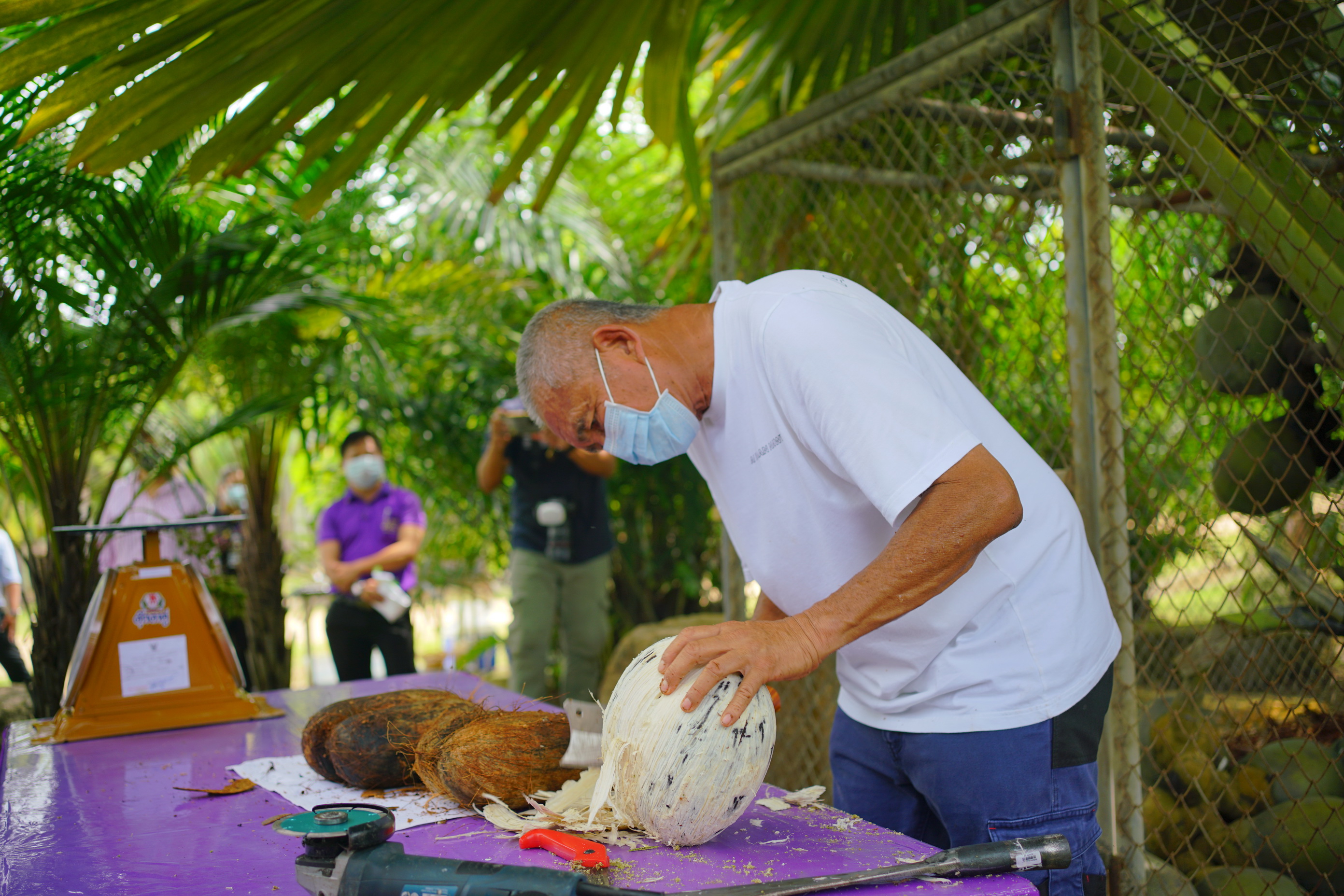 สวนนงนุชพัทยา ผ่ามะพร้าวก้นสาว หายากที่สุดในโลก มูลค่าเกือบแสน ให้นักท่องเที่ยวชิมฟรี       