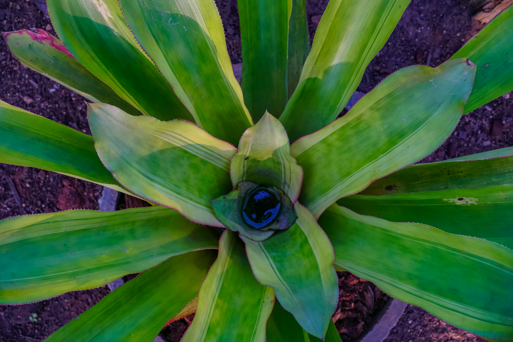 Aechmea สับปะรดสีกลุ่ม (แอคเมีย)