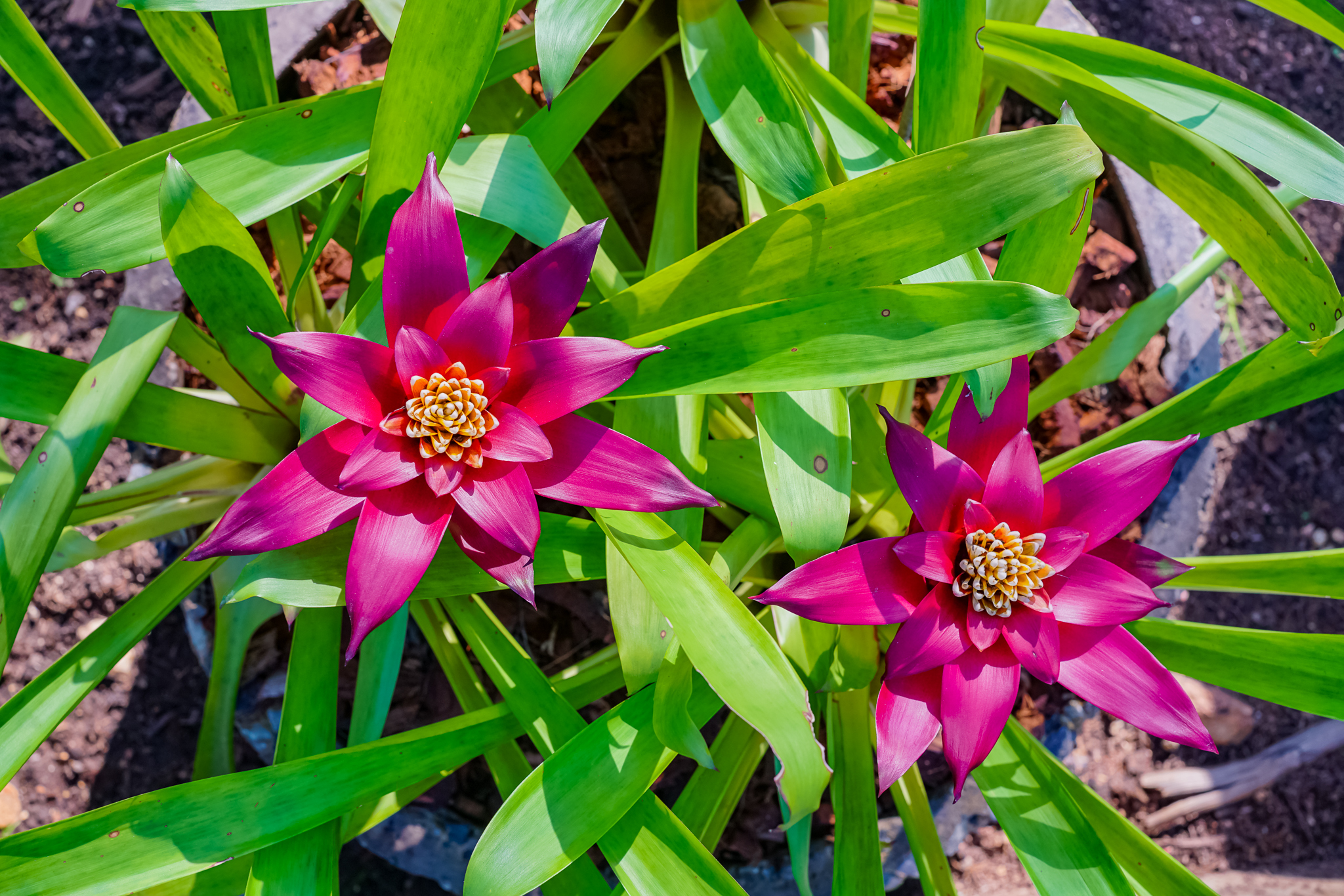 Guzmania สับปะรดสีกลุ่ม (กุสมาเนีย)