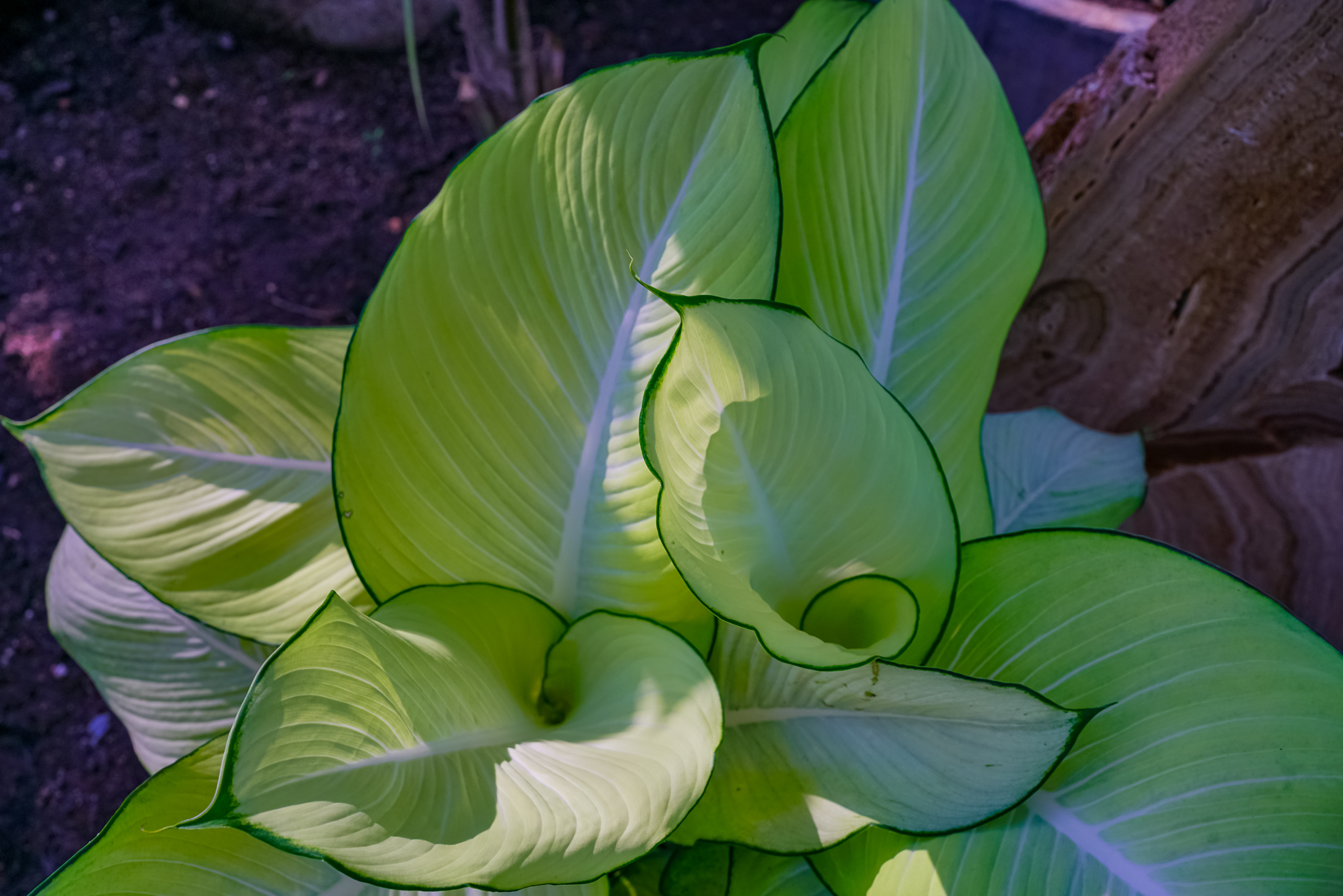 Dieffenbachia (ดิฟเฟนบาเกีย)