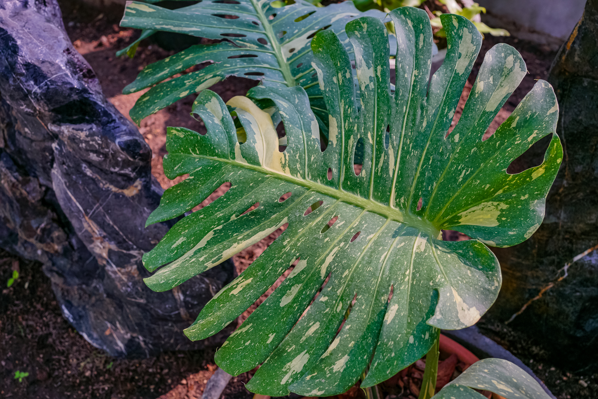 Variegated plants  (ไม้ด่าง)