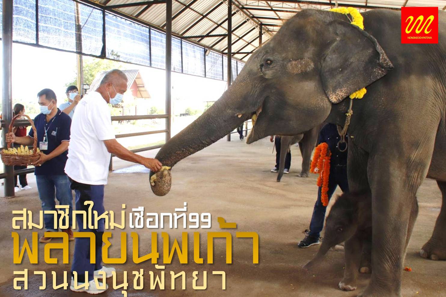 สวนนงนุชพัทยา รับขวัญ “พลายนพเก้า” ลูกช้างมงคลตัวที่ 99