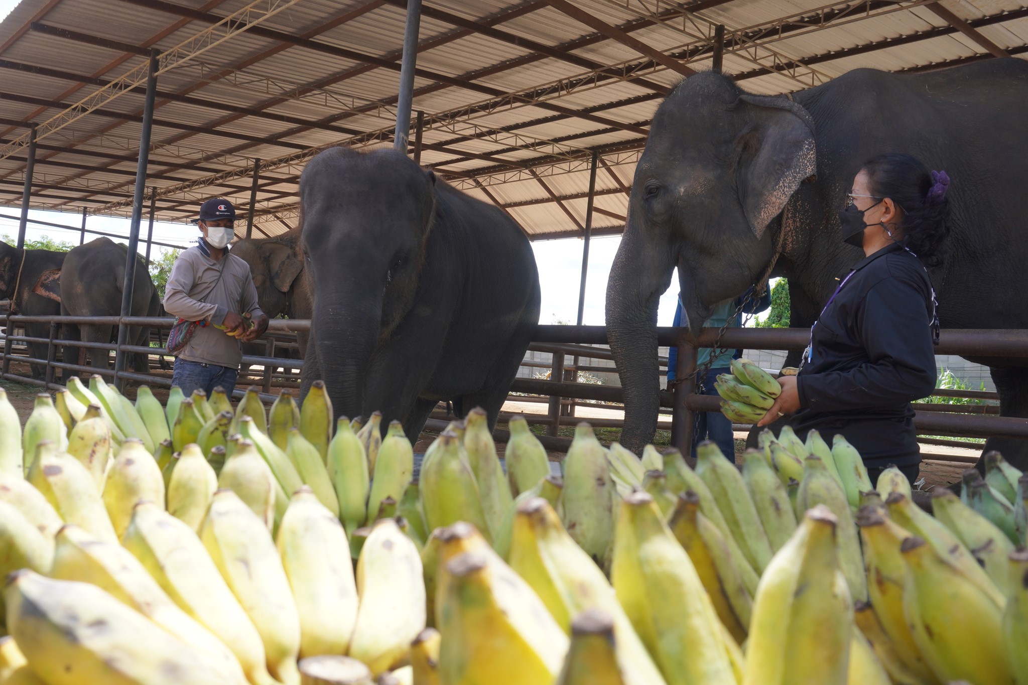 ลูกค้าทำบุญ เนื่องใน “วันแม่แห่งชาติ” บริจาคเงินซื้อกล้วยให้แม่ช้าง ที่ ปางช้างสวนนงนุชพัทยา