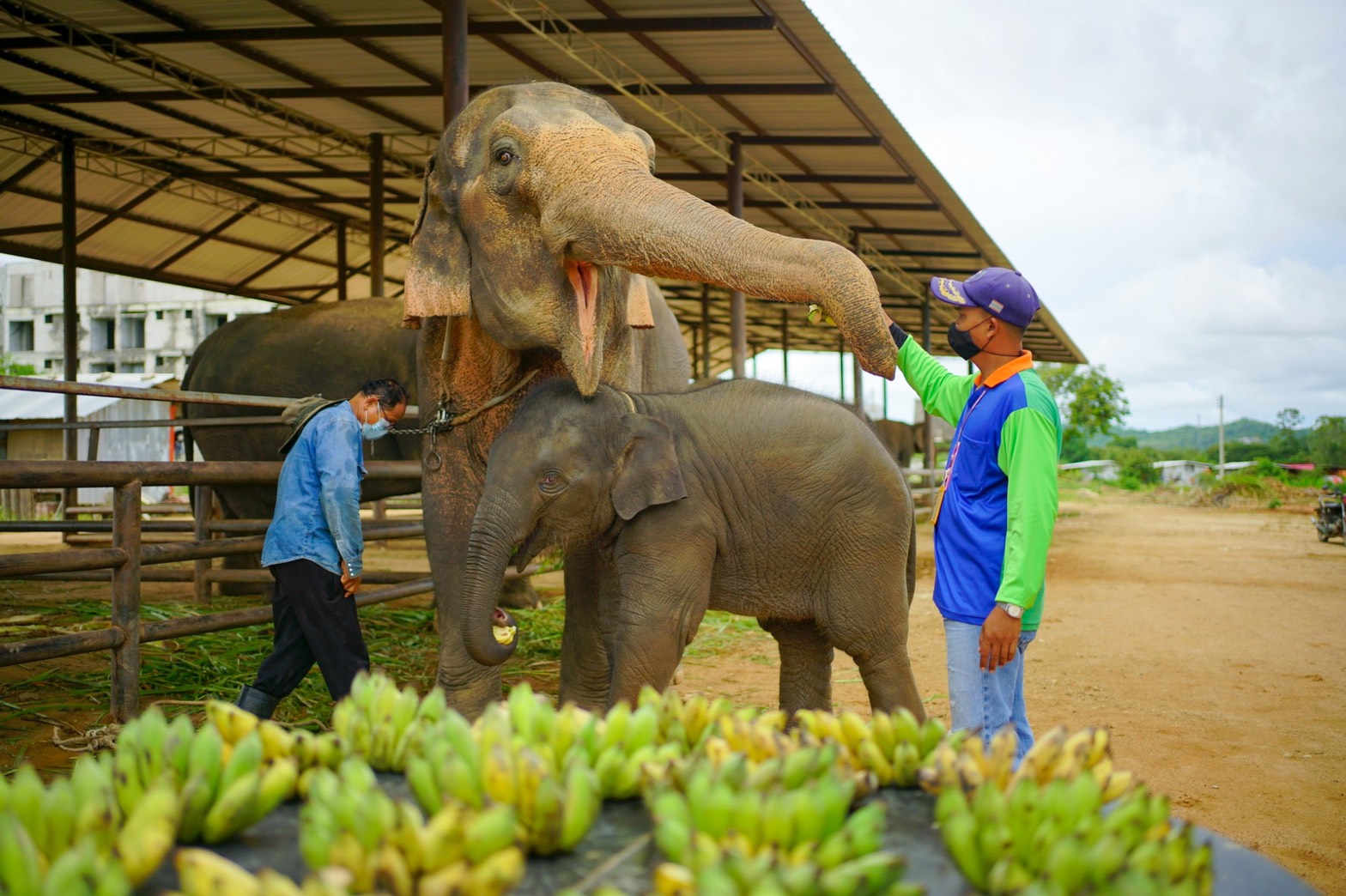 ลูกค้าใจบุญ ซื้อกล้วยให้แม่ช้าง ที่ปางช้างสวนนงนุชพัทยา เนื่องในโอกาส “วันแม่แห่งชาติ”