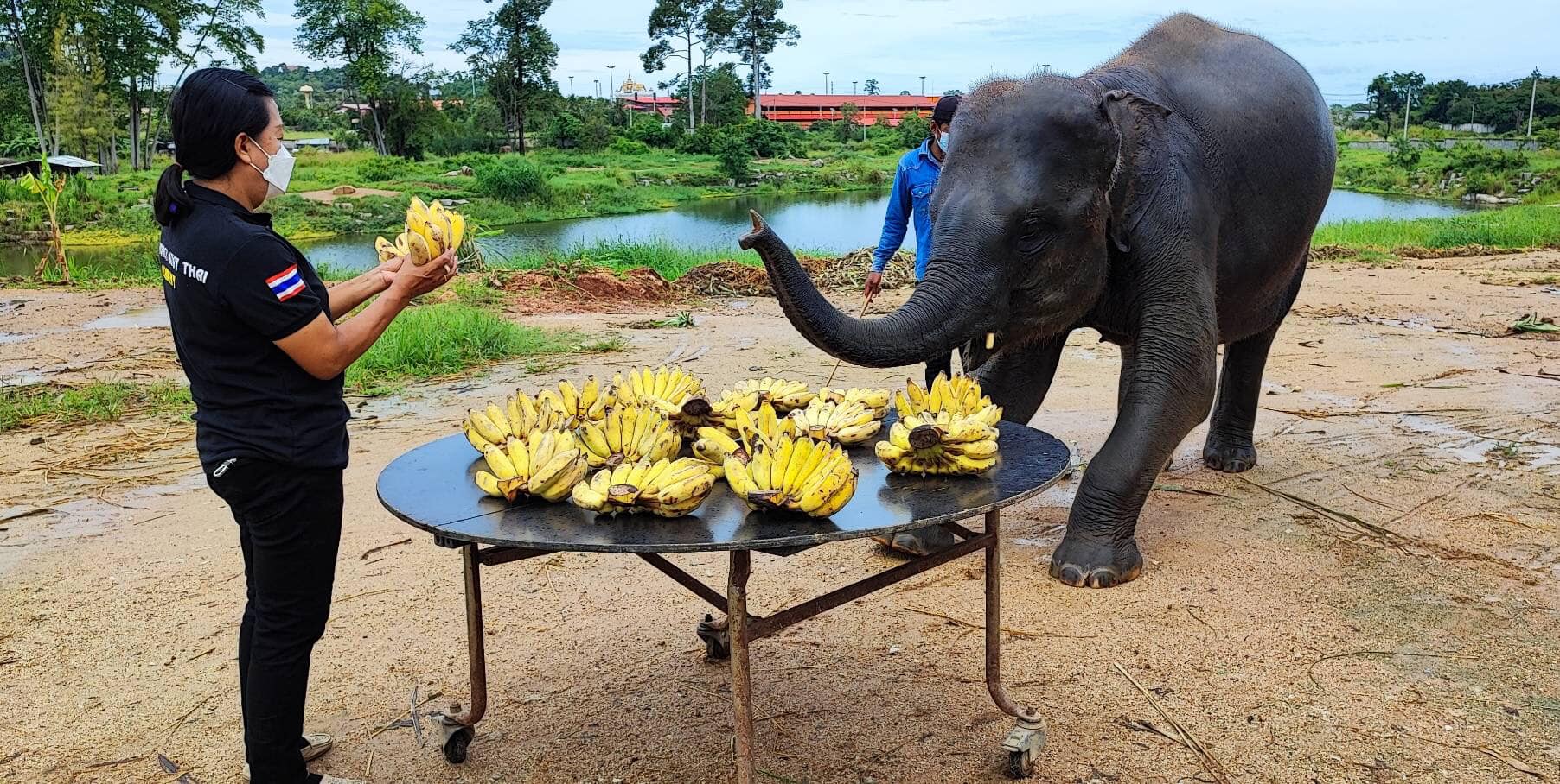 ลูกค้าใจบุญ ร่วมสมทบทุน ซื้อกล้วยให้ ช้างตั้งครรภ์ “พังรัฐธรรมนูญ”