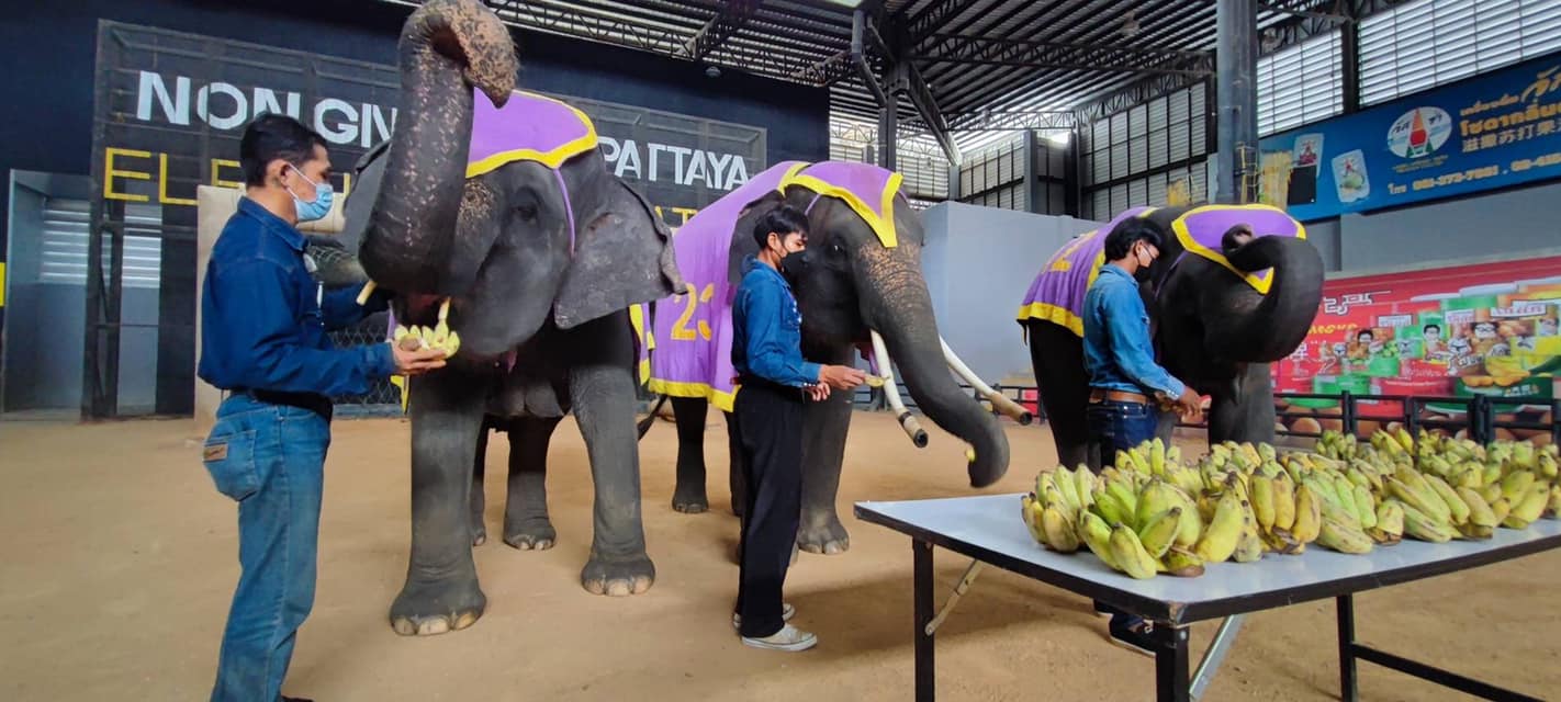 ลูกค้าใจบุญ ซื้อกล้วยเลี้ยงช้าง เนื่องในโอกาสคล้ายวันเกิด วันพฤหัสบดีที่ 28 ตุลาคม พ.ศ. 2564 จำนวน 5,700 บาท