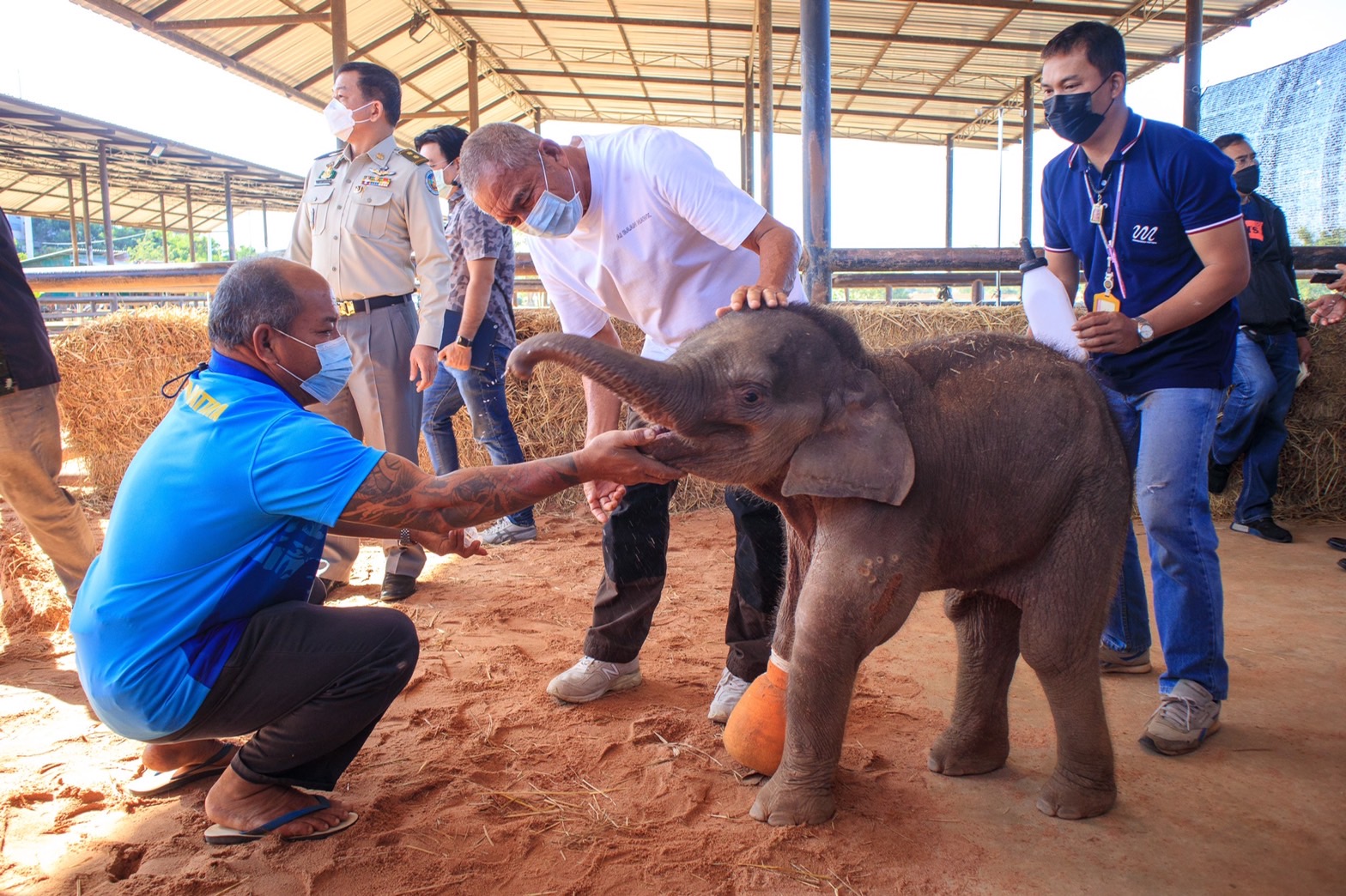 พังฟ้าใส ลูกช้างป่าโดนบ่วงรัด ทีมสัตวแพทย์ ดูแลอย่างใกล้ชิด พบเริ่มมีอาการดีขึ้น เตรียมผ่าตัดเอาลูกกระสุนที่ฝังอยู่ออก