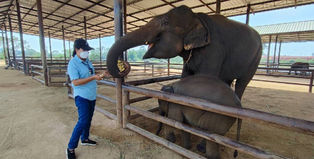 ลูกค้าผู้ใจบุญ ร่วมสมทบทุน ให้ “พังฟ้าใส” เนื่องในวันคล้ายวันเกิดในเดือนธันวาคม 2564 เนื่องในโอกาสคล้ายวันเกิดคุณอินธิรา ภูมี ได้ร่วมบริจาคเงินจำนวน 1,000 บาท เพื่อสมทบทุนช่วยเหลือพังฟ้าใส
