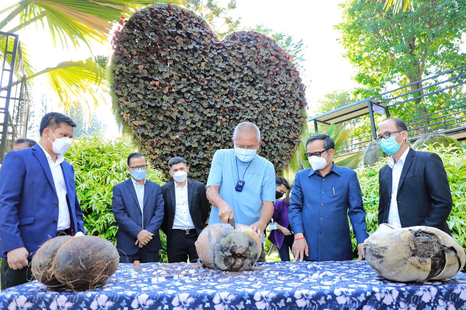 สวนนงนุชพัทยาโชว์ มะพร้าวทะเลสุกพร้อมกัน 3 ลูก หนักกว่า 10 กิโล โดยมีท่านทูตกัมพูชา เป็นเกียรติร่วมชม พร้อมเตรียมนำไปขยายพันธุ์