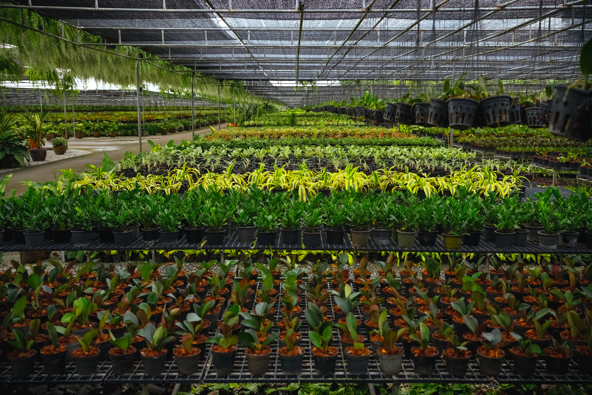 INDOOR PLANT NURSERY