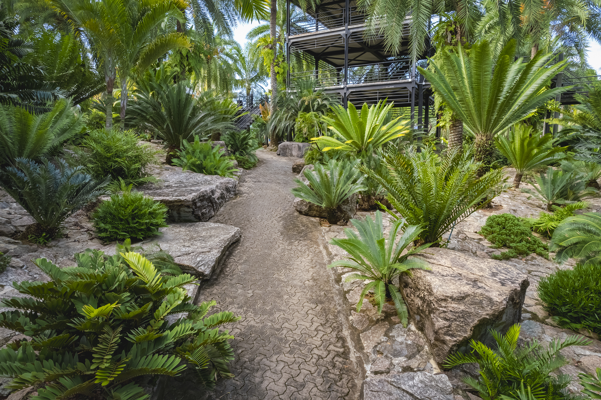Cycad Garden