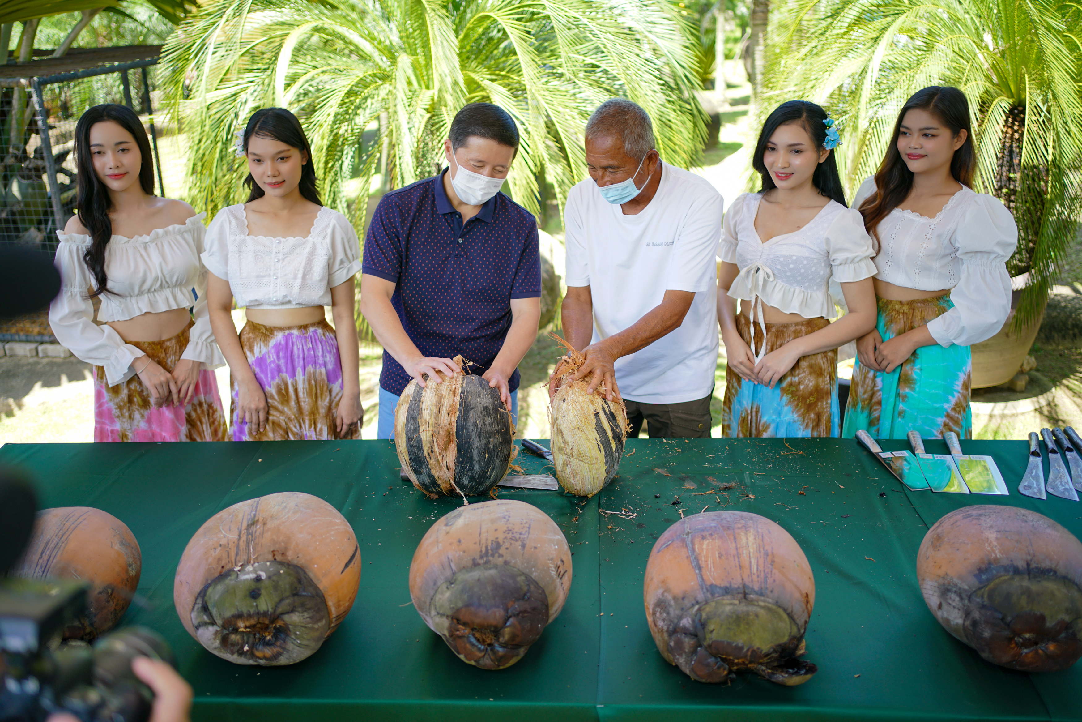 มหัศจรรย์มะพร้าวทะเล สุกพร้อมกัน 7 ลูก ราคา 8 แสน สวนนงนุชพัทยา เตรียมนำไปขยายพันธุ์เพื่ออนุรักษ์พันธุ์ไม้หายาก