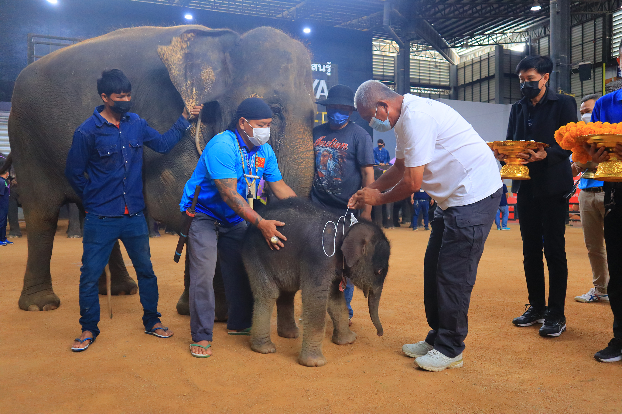 ช้างสวนนงนุชพัทยา คลอดลูกพร้อมกัน 2 เชือก จัดขบวนนางรำรับขวัญลูกช้าง